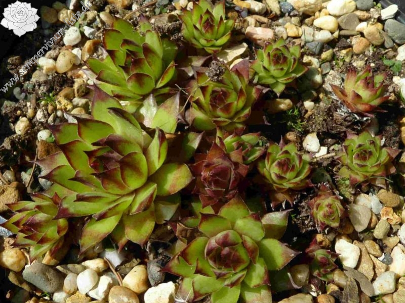tectorum var. tectorum (clusianum)