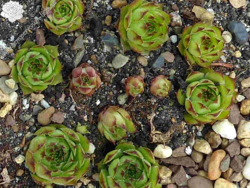 tectorum var. tectorum (corymbosum)