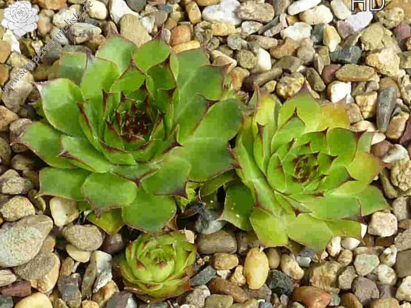 tectorum var. tectorum (corymbosum)