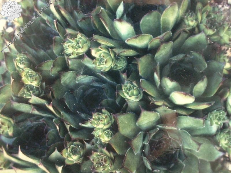 tectorum var. tectorum (corymbosum)