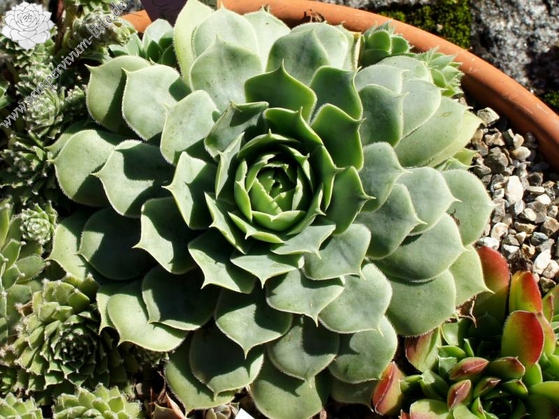tectorum var. tectorum (decoloratum) from Culoz