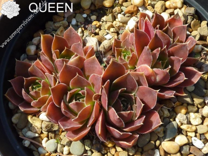 Dancing Queen / Jovi