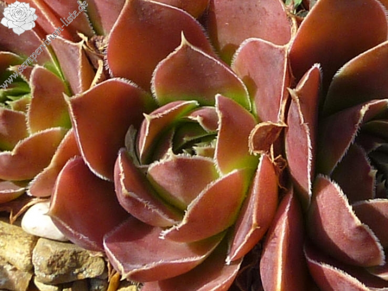 Dancing Queen / Jovi