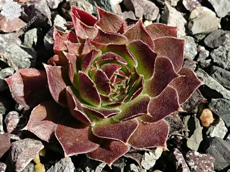 Korspel Tempelgong / Jovi