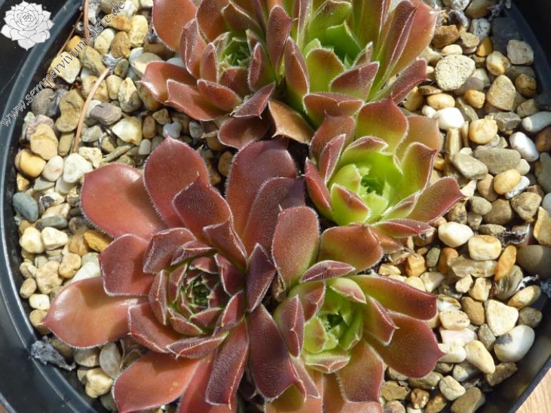 Korspel Tempelgong / Jovi