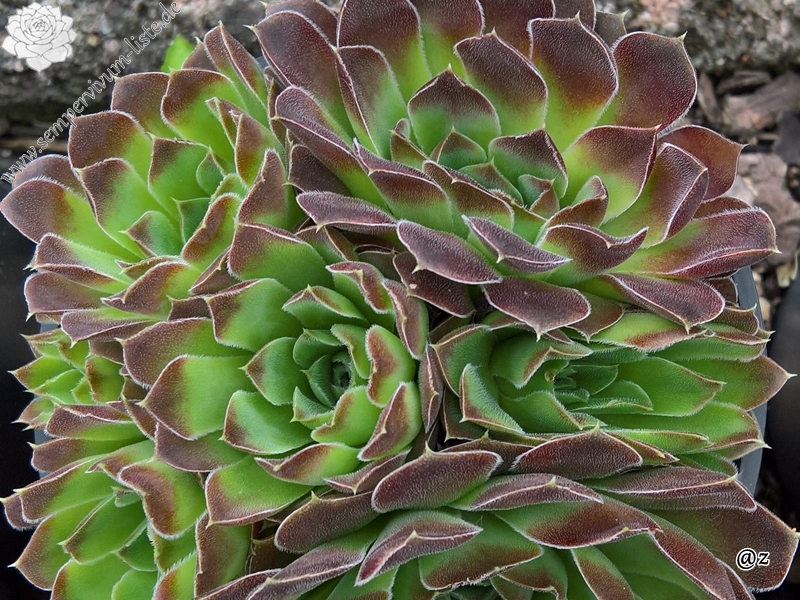 Korspelse Soile / Jovi