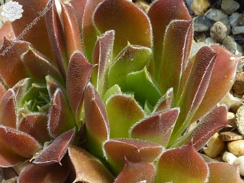 Korspel Tempelgong / Jovi