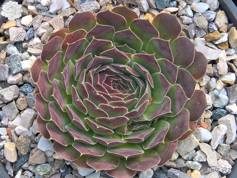 Korspelse Soile / Jovi