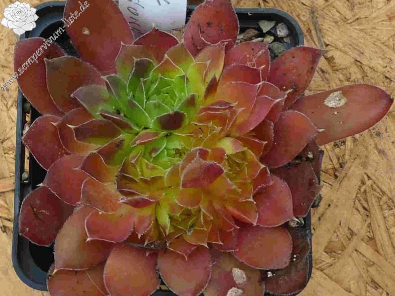 Korspel Tempelgong / Jovi