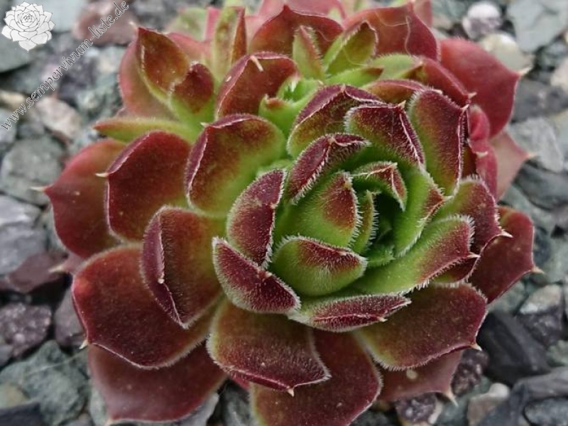 Korspel Tempelgong / Jovi