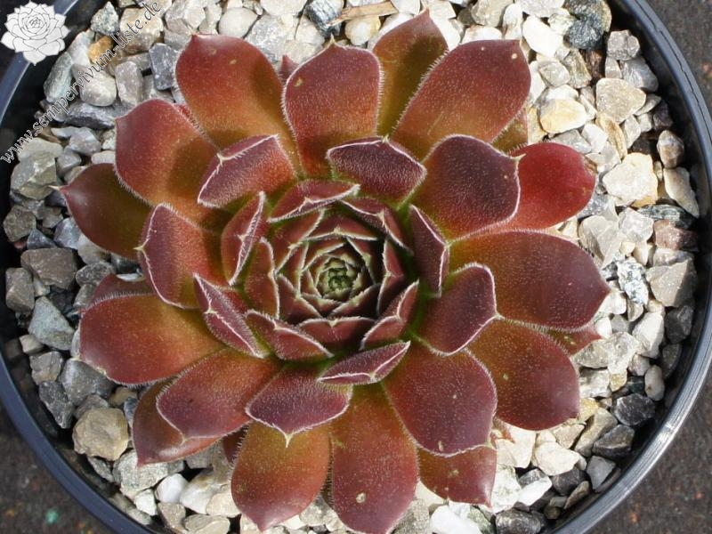 Korspel Tempelgong / Jovi