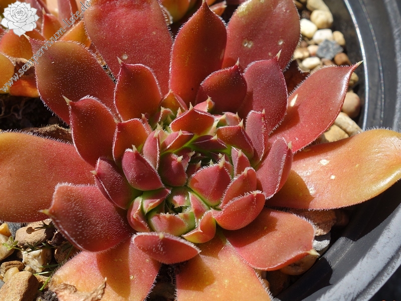 Korspel Tempelgong / Jovi