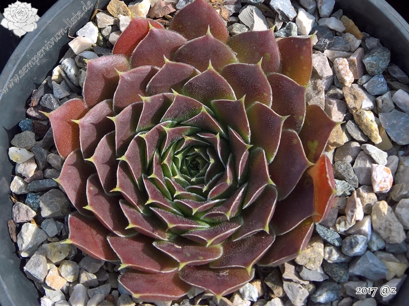 Korspel Tempelgong / Jovi