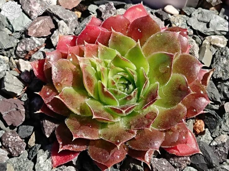 Korspel Tempelgong / Jovi