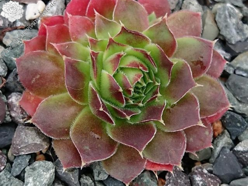 Korspel Tempelgong / Jovi