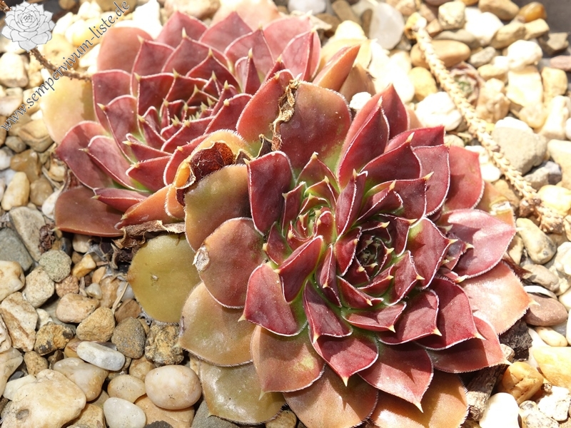 Korspelse Lauri-Anne / Jovi