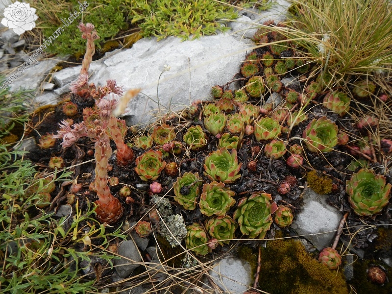 marmoreum ssp. marmoreum (dinaricum) from Mt. Velebit