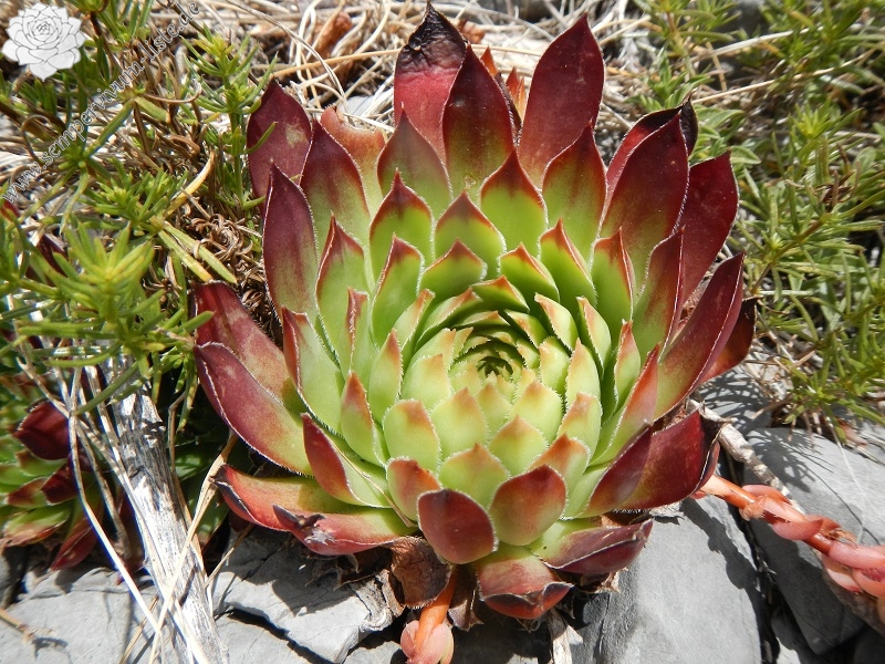 marmoreum ssp. marmoreum (dinaricum) from Mt. Velebit