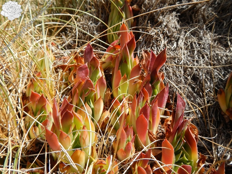 marmoreum ssp. marmoreum (dinaricum) from Mt. Velebit