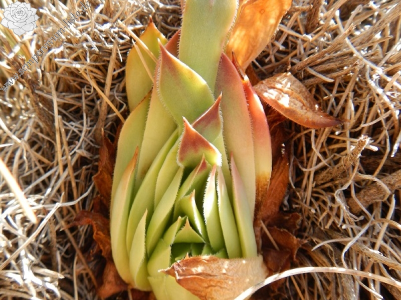marmoreum ssp. marmoreum (dinaricum) from Mt. Velebit