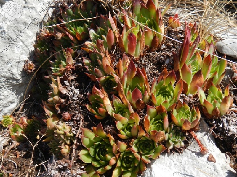 marmoreum ssp. marmoreum (dinaricum) from Mt. Velebit