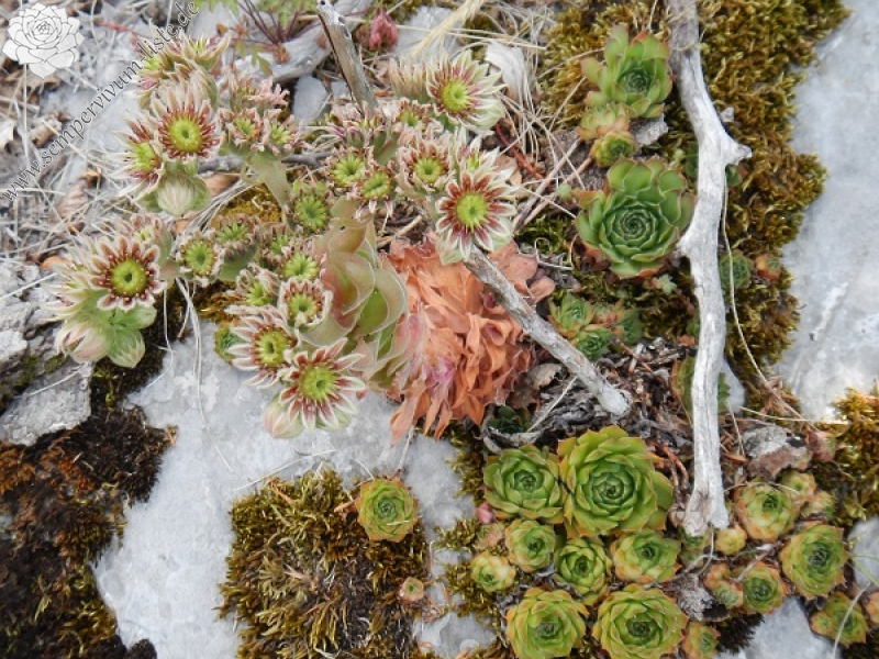 marmoreum ssp. marmoreum (dinaricum) from Mt. Velebit