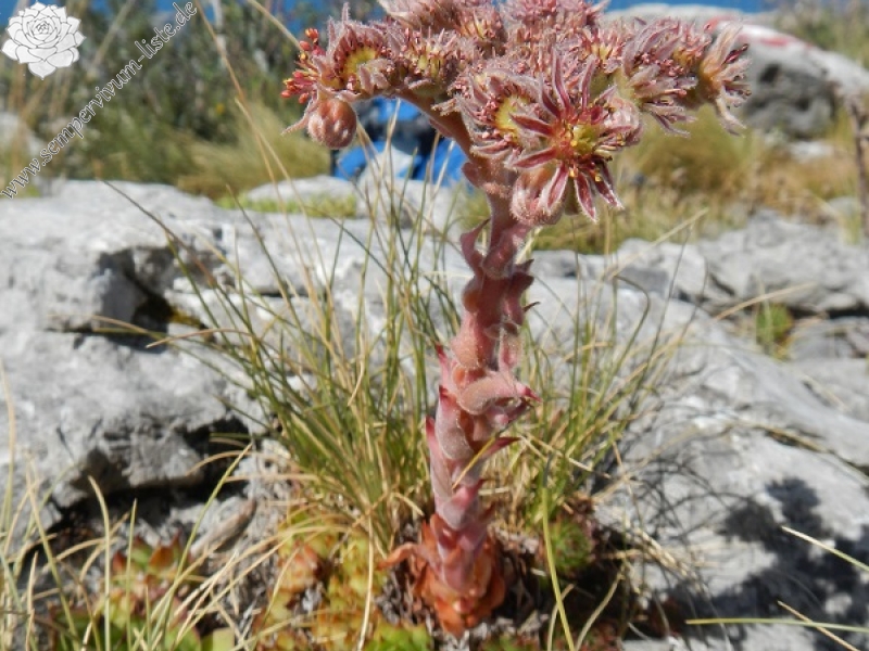 marmoreum ssp. marmoreum (dinaricum) from Mt. Velebit