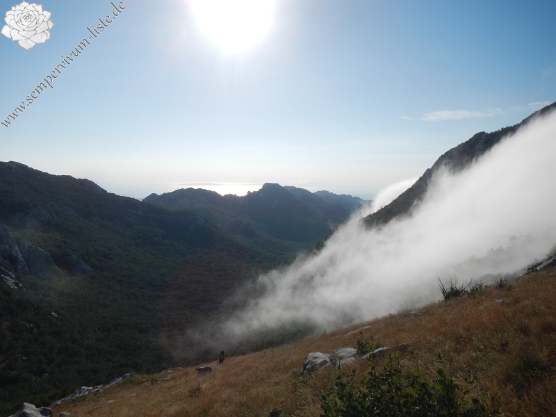 marmoreum ssp. marmoreum (dinaricum) from Mt. Velebit