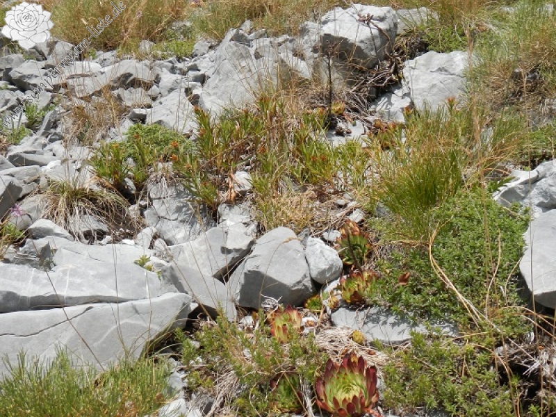 marmoreum ssp. marmoreum (dinaricum) from Mt. Velebit