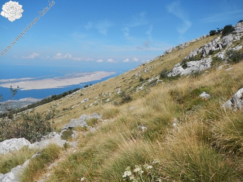 marmoreum ssp. marmoreum (dinaricum) from Mt. Velebit