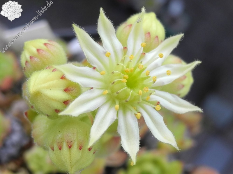 furseorum from road Bayburt near Kilicakaya