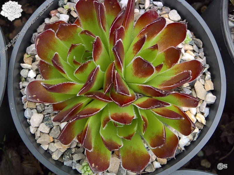 Korspelse Laodamee / Jovi