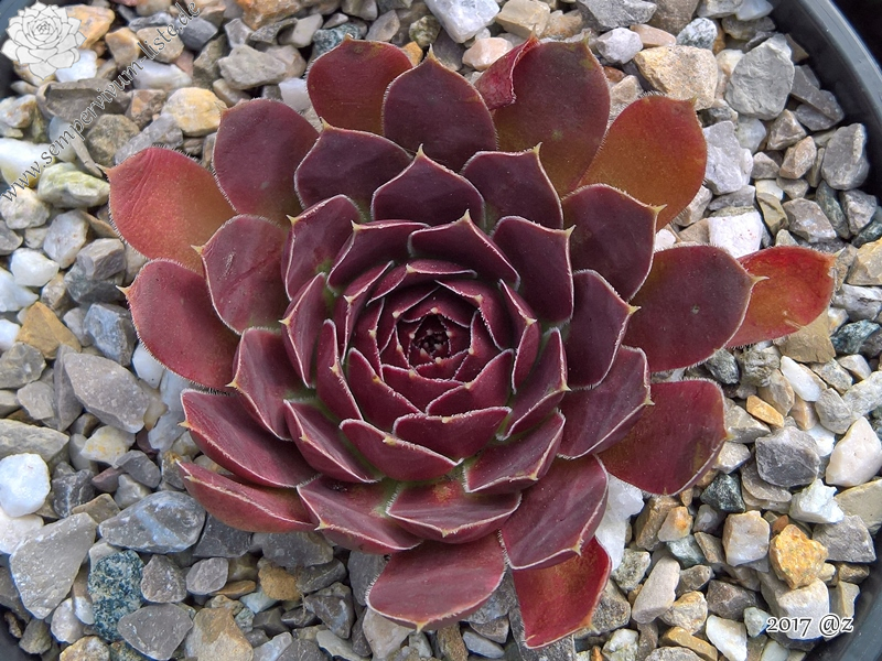 Korspelse Sharene / Jovi