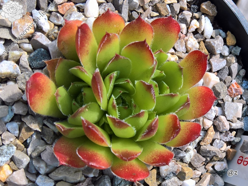 Korspelse Laodamee / Jovi