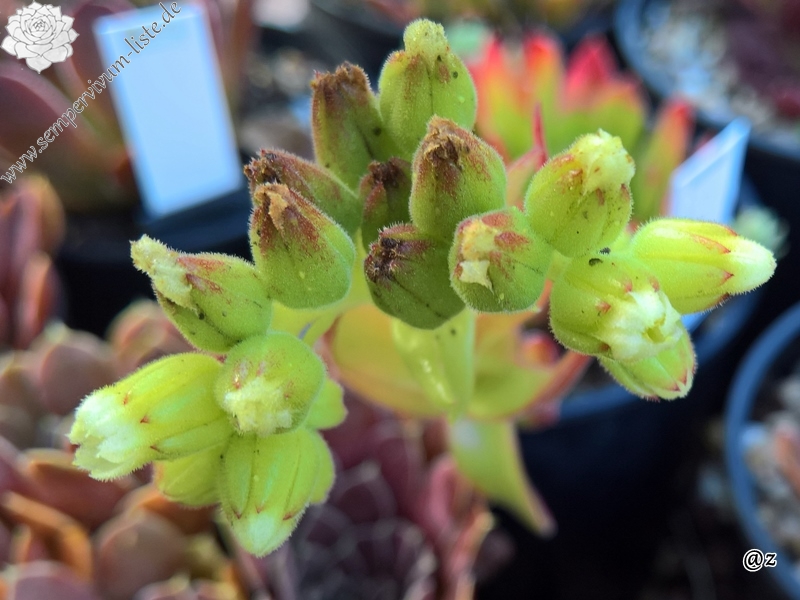 Korspelse Laodamee / Jovi