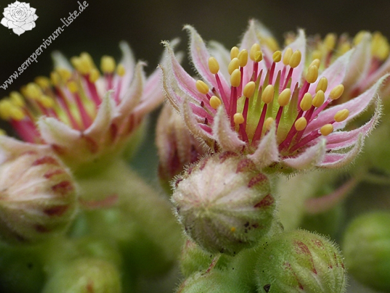 zeleborii from "Glasnevin"