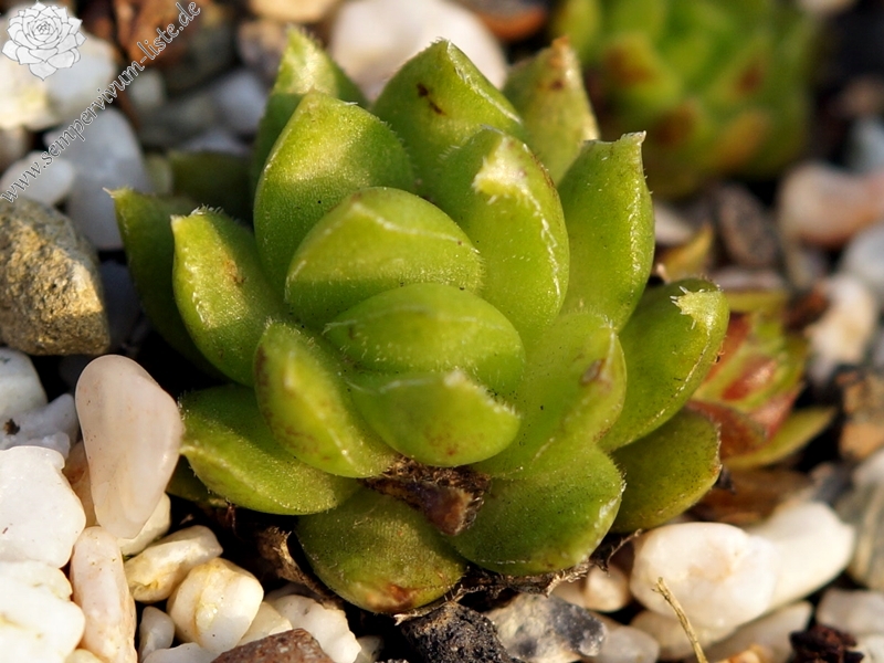 Cora Sun-Drop / Jovi