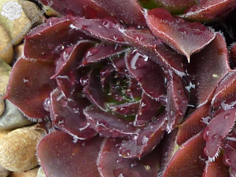 Korspel Spring Festival / Jovi