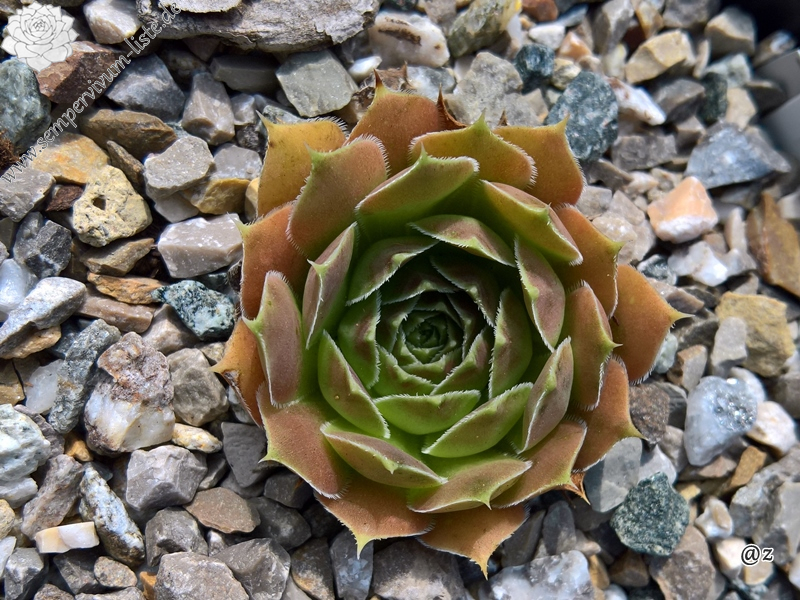 Korspelse Kristruw / Jovi