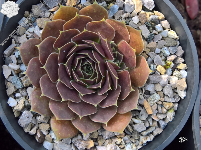 Korspelse Kristruw / Jovi