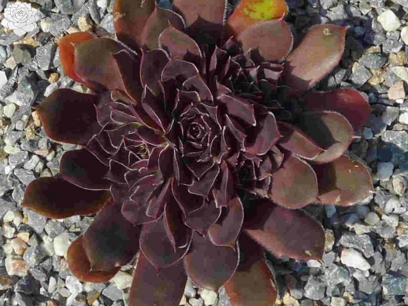 Korspel Spring Festival / Jovi