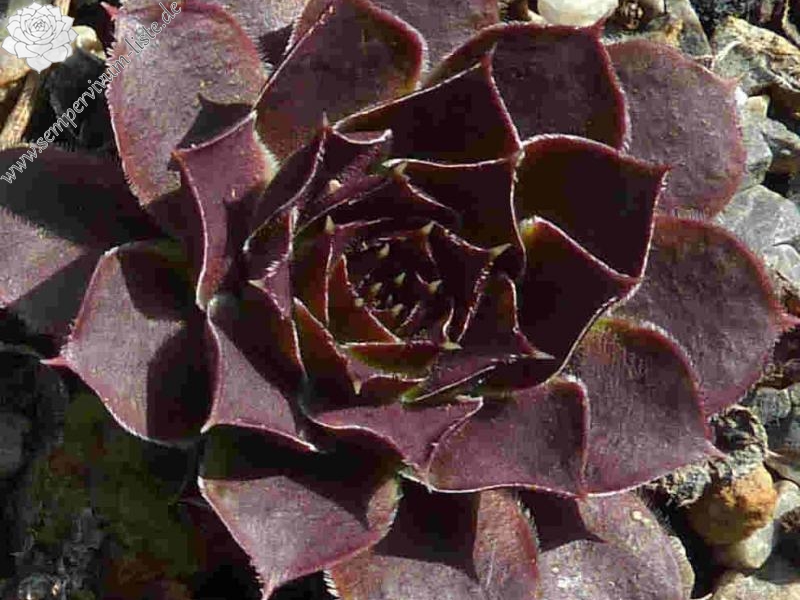 Korspel Spring Festival / Jovi