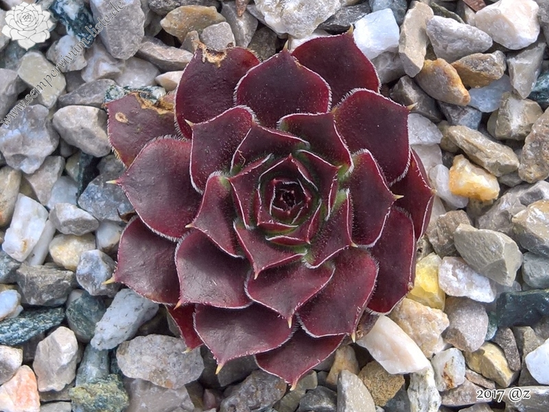 Korspel Spring Festival / Jovi