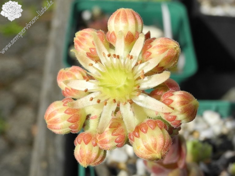 herfriedianum from Yusufeli-Sarigöl, 1350m