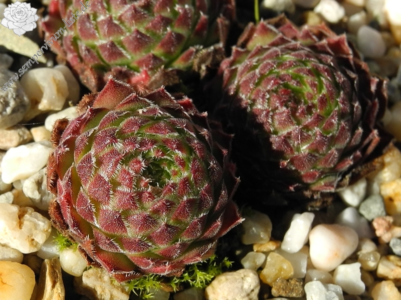 montanum (hispidulum)