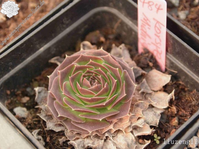 Korspel Midnight / Jovi