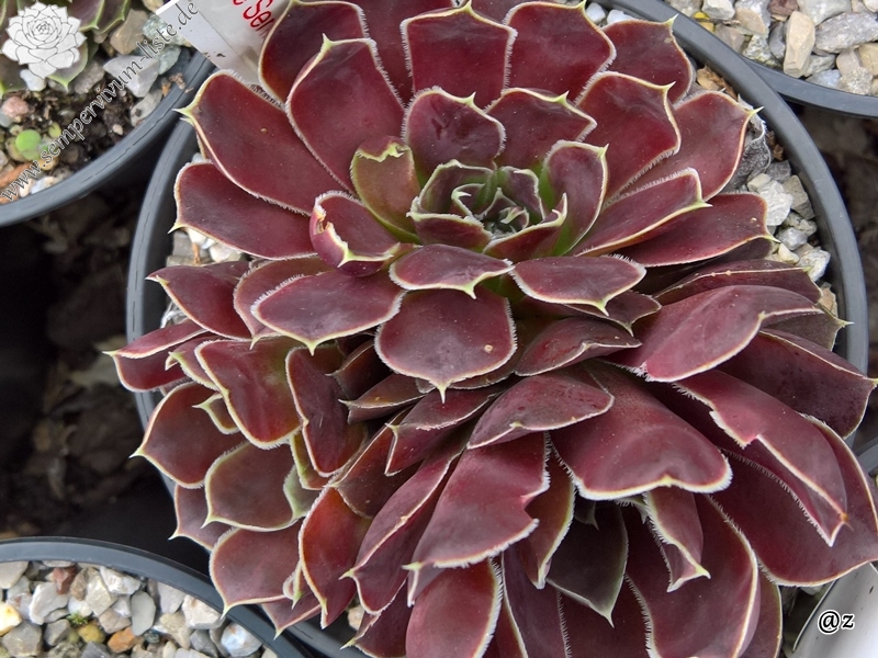 Korspelse Senne Show / Jovi