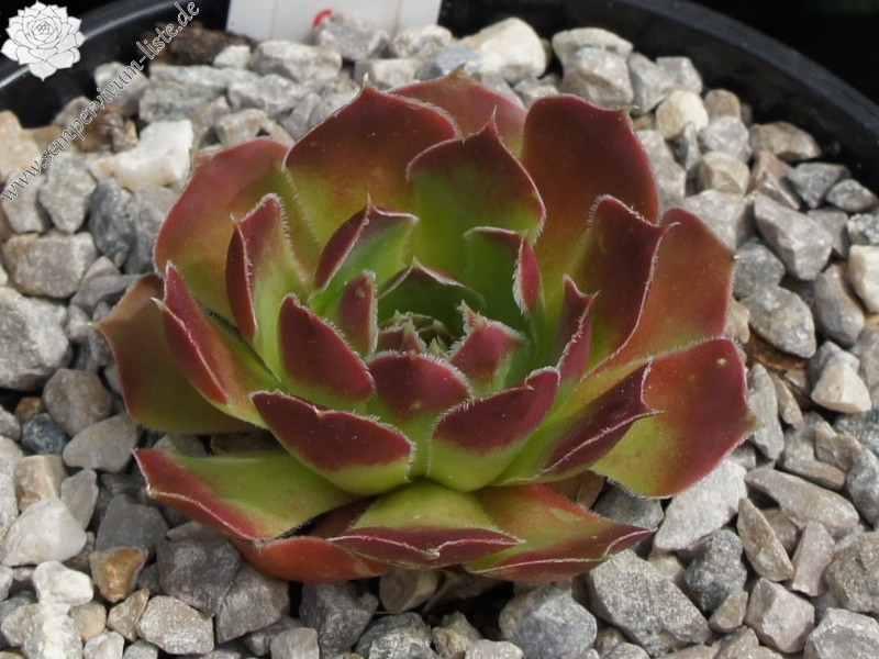 Korspel Midnight / Jovi