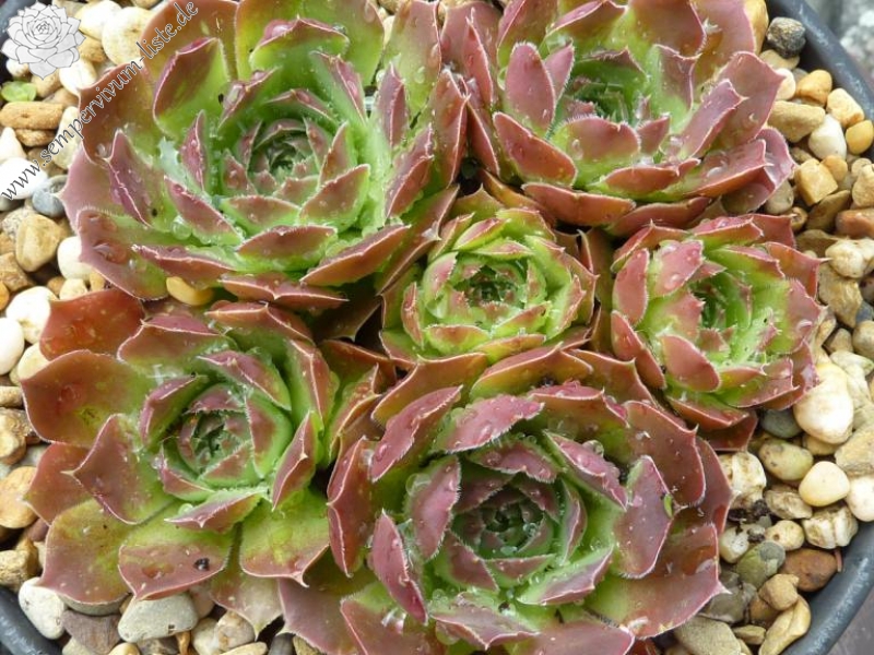 Korspel Midnight / Jovi