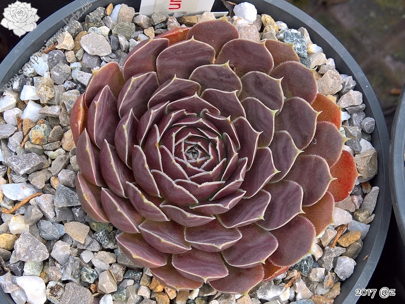 Korspelse Kolbrun / Jovi